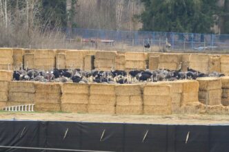 Gunshots herald ostrich cull after police limit access to British Columbia farm