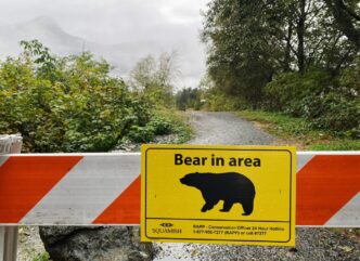 Residents say grizzly encounters up in Bella Coola, B.C., scene of attack on students