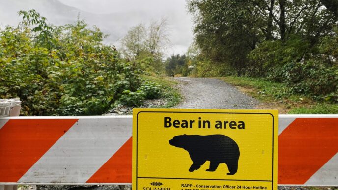 Residents say grizzly encounters up in Bella Coola, B.C., scene of attack on students