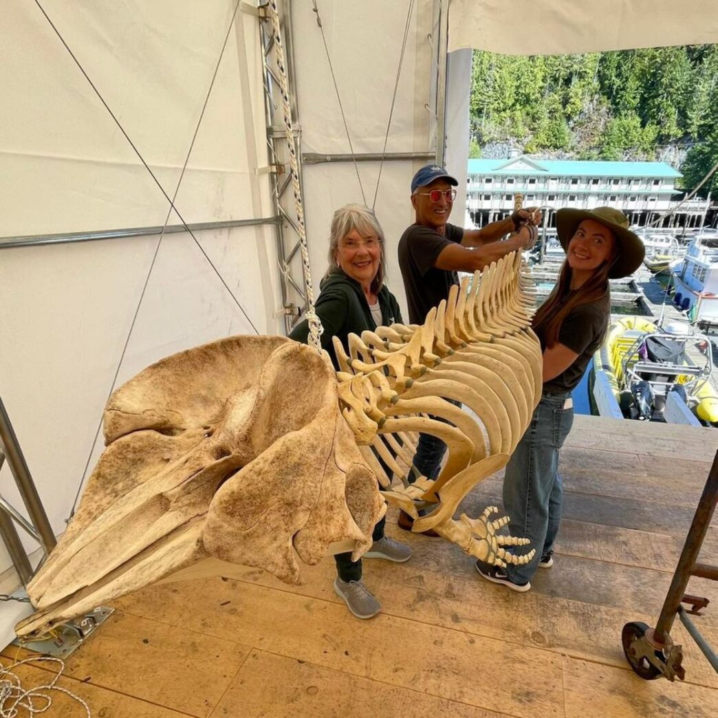 Aggregator Downloaded image for imported item 92567 | Meridian Source Northern lights inspire recovery in Telegraph Cove, B.C., year after devastating fire