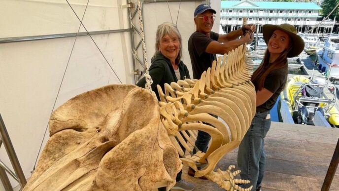 Aggregator Downloaded image for imported item 92567 | Meridian Source Northern lights inspire recovery in Telegraph Cove, B.C., year after devastating fire