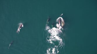 Killer whales and dolphins may be helping each other hunt of B.C. coast: new report