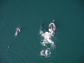 Killer whales and dolphins may be helping each other hunt of B.C. coast: new report