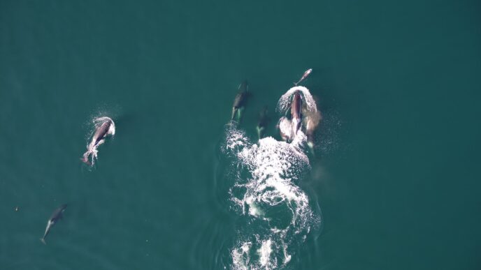 Killer whales and dolphins may be helping each other hunt of B.C. coast: new report