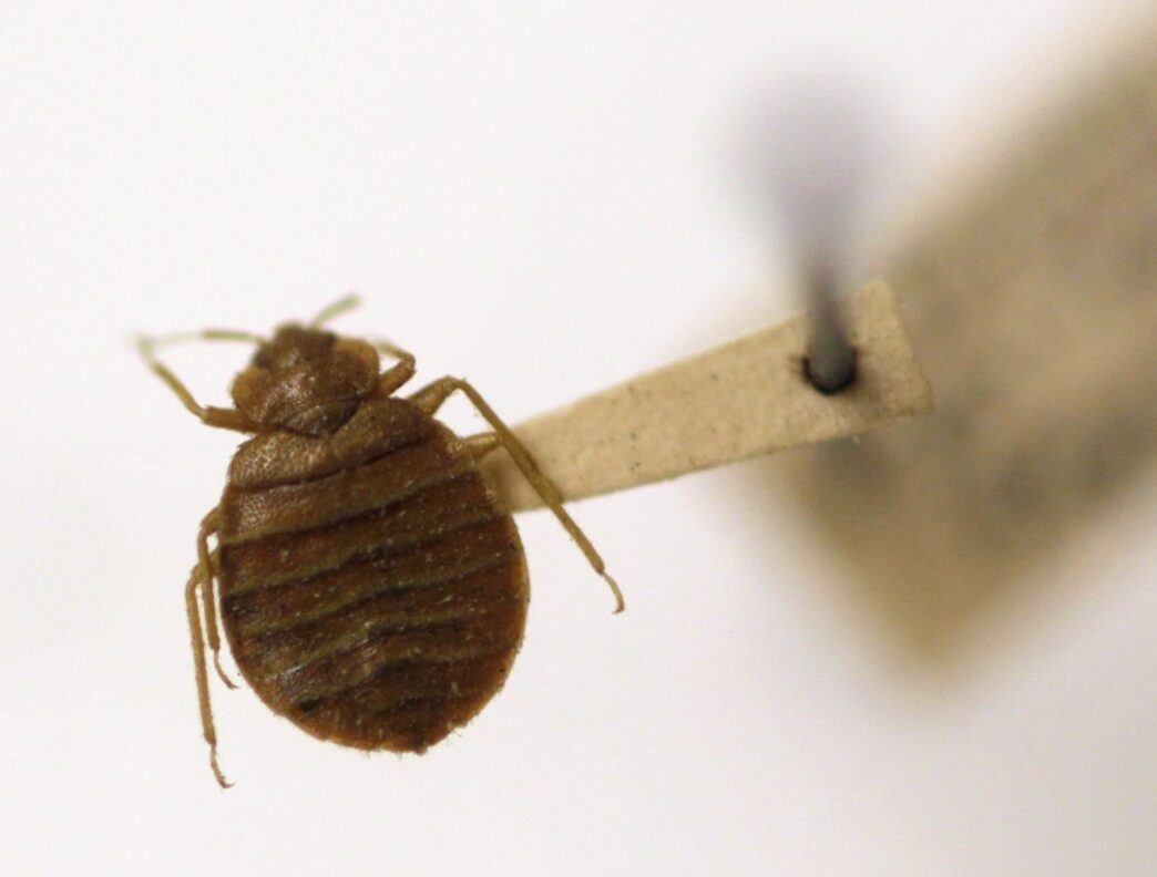 Aggregator Downloaded image for imported item 91492 | Meridian Source Hundreds of pests found in federal buildings as feds draft back-to-office plan
