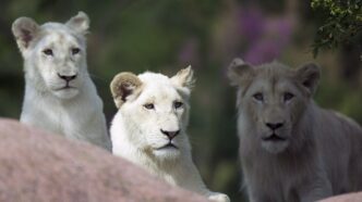 Aggregator Downloaded image for imported item 90323 | Meridian Source Fan-favourite lion put down at Toronto Zoo after months of veterinary care
