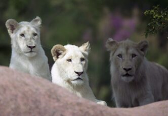 Fan-favourite lion put down at Toronto Zoo after months of veterinary care