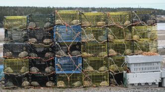 Nova Scotia lobster industry surprised, elated by suspension of Chinese tariff