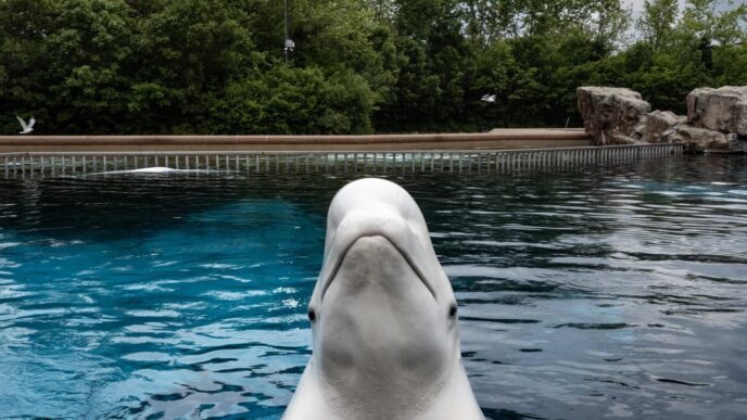 Aggregator Downloaded image for imported item 95378 | Meridian Source Marineland now seeking permits to ship remaining belugas to U.S.: sources
