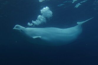 Ottawa gives conditional approval for Marineland to export remaining belugas to U.S.