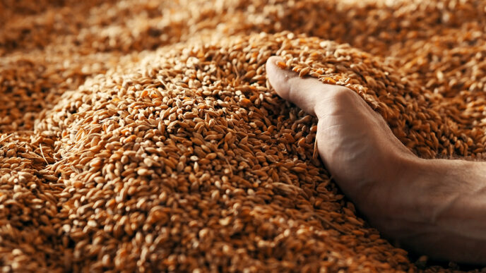 A human hand holds a handful of grain on a wheat background | Meridian Source