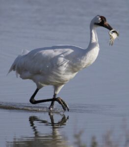 Researchers concerned after endangered whooping cranes test positive for bird flu