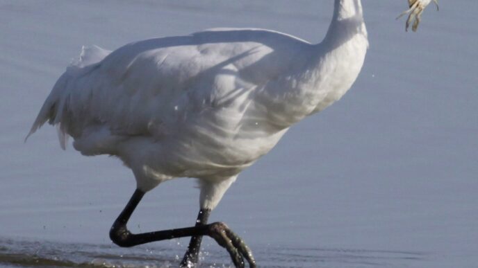 Aggregator Downloaded image for imported item 94357 | Meridian Source Researchers concerned after endangered whooping cranes test positive for bird flu