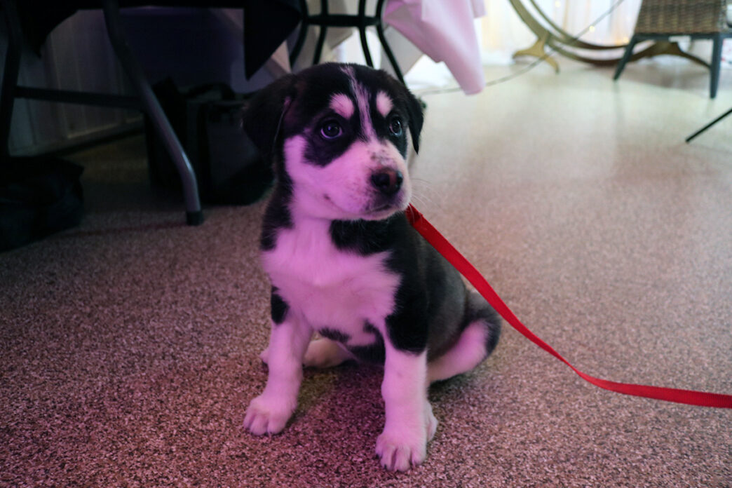 Christian - Pets Purpose 2 | Meridian Source