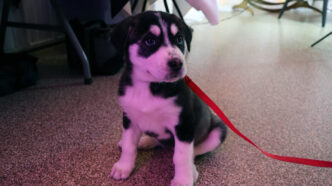 Christian - Pets Purpose 2 | Meridian Source