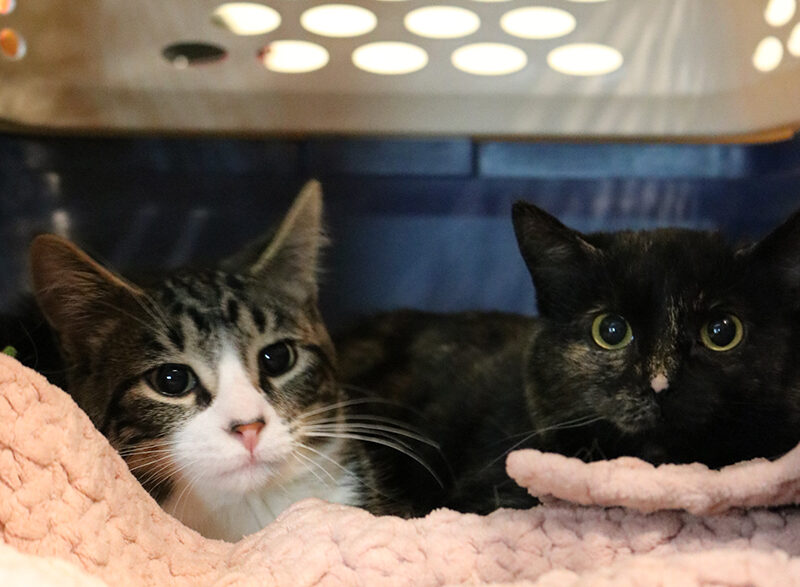 Meowdi Gras 2 | Meridian Source