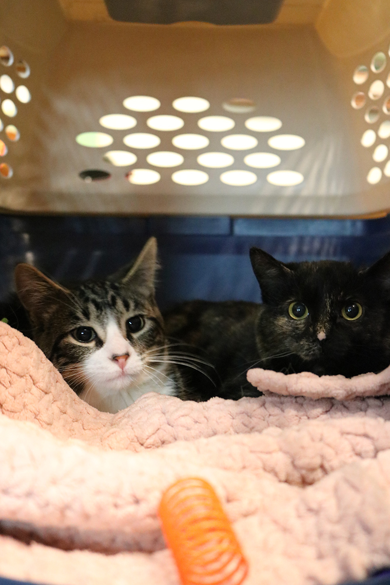 Meowdi Gras 2 | Meridian Source