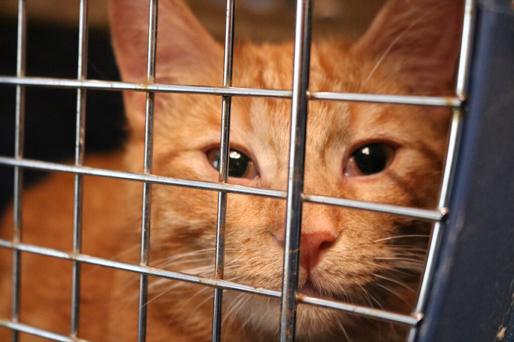 Meowdi Gras 3 | Meridian Source Meowdi