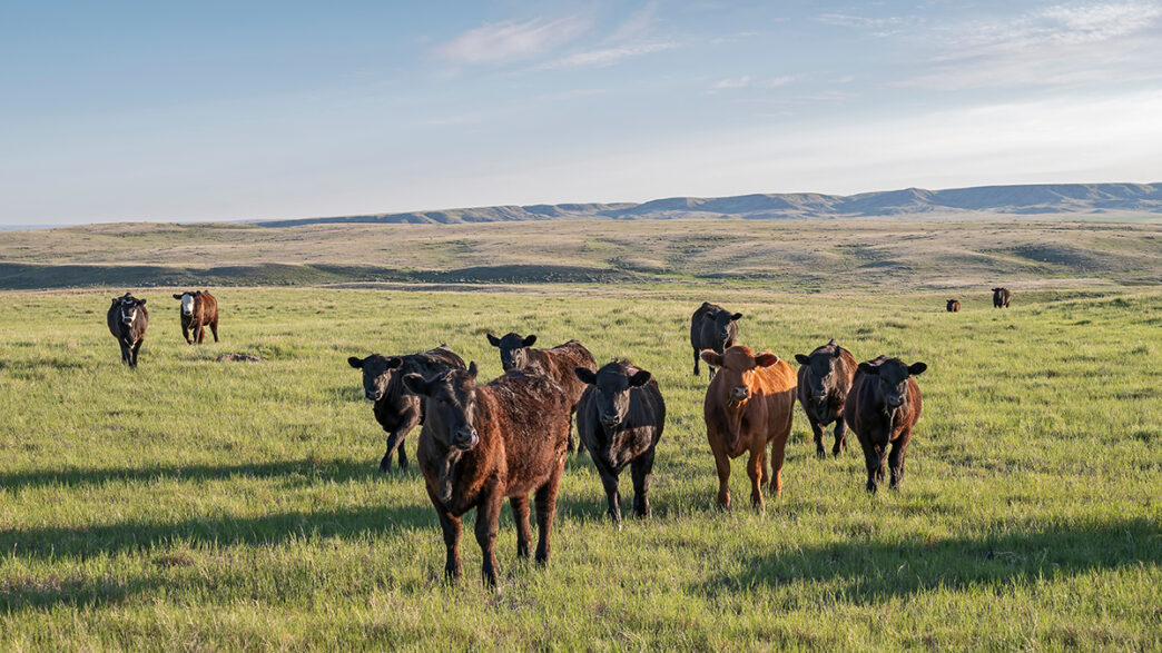 A herd of cattle on the prairie near Val Marie Saskatchewan Ca | Meridian Source