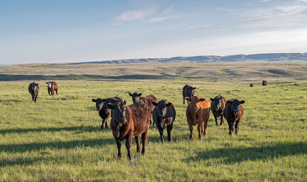 A herd of cattle on the prairie near Val Marie Saskatchewan Ca | Meridian Source