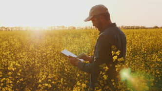Agronomist Or Farmer Inspecting Canola Field | Meridian Source
