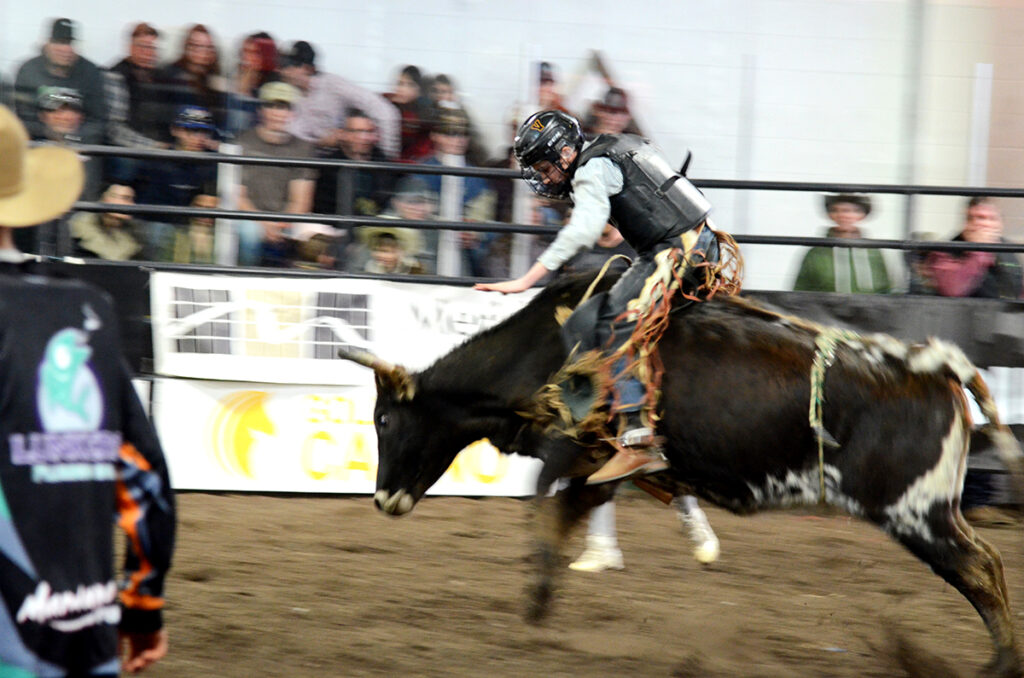 jm-bulls-17-x | Meridian Source Marwayne