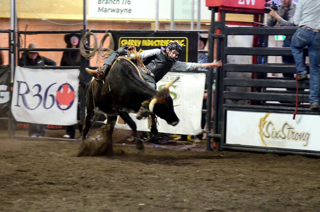 jm-bulls-18-x | Meridian Source Marwayne