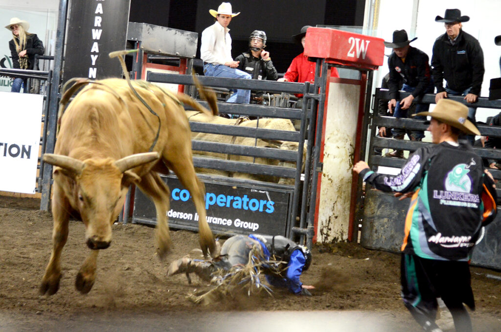 jm-bulls-6-x | Meridian Source Marwayne