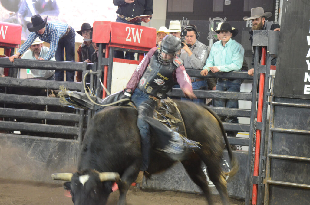 jm-bulls-8-x | Meridian Source Marwayne