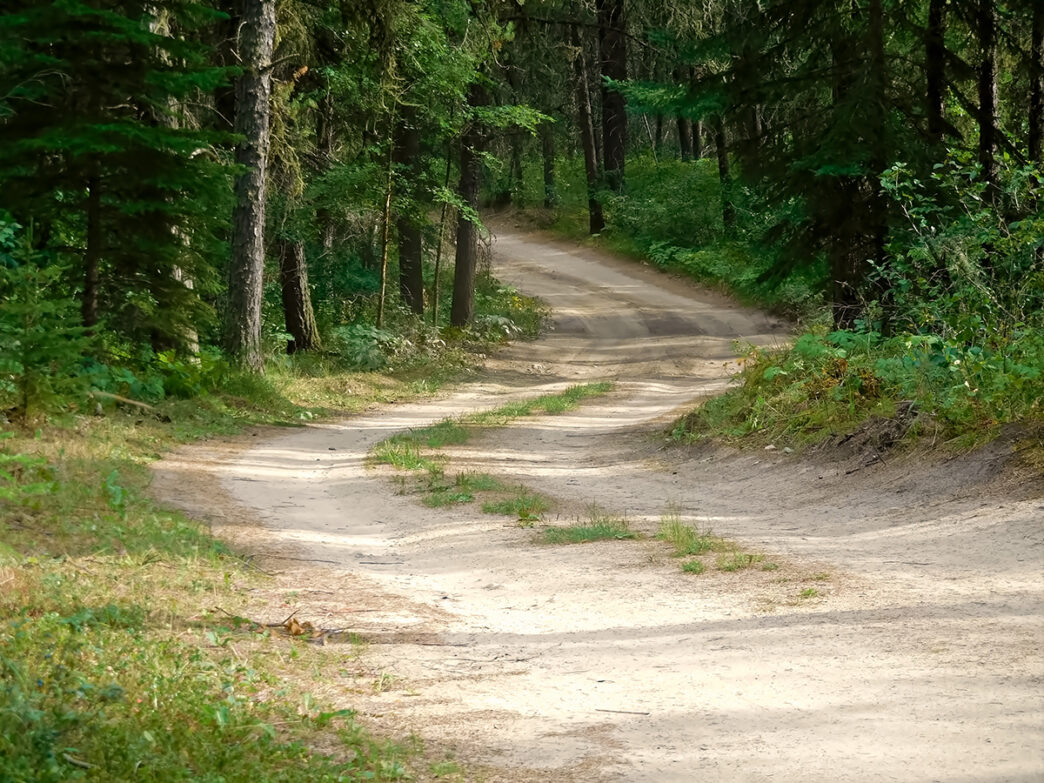 Windy road through a coniferous forest | Meridian Source