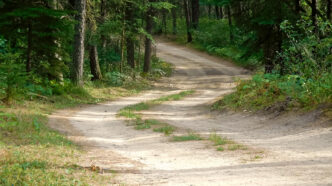 Windy road through a coniferous forest | Meridian Source