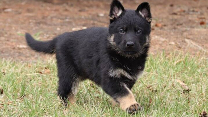 File - RCMP puppy | Meridian Source