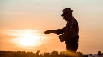 profile of senior farmer in straw hat sowing seeds during sunset | Meridian Source