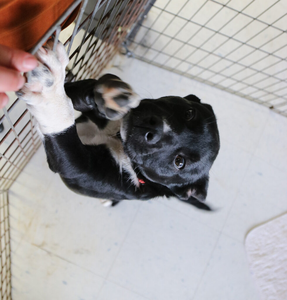 Border Paws