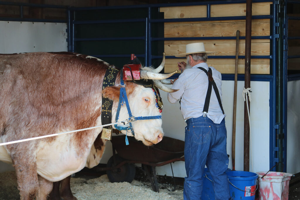 Christian - Vermilion Fair 7 | Meridian Source Vermilion