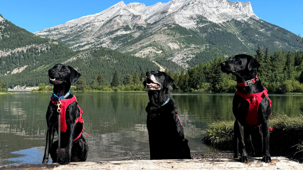 File - Mussel Dogs | Meridian Source