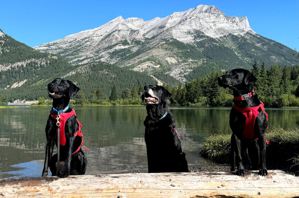File - Mussel Dogs | Meridian Source