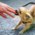 little charming adorable chihuahua puppy on blurred background Attacking a persons hand | Meridian Source