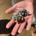 Zebra mussels in hand from bay | Meridian Source
