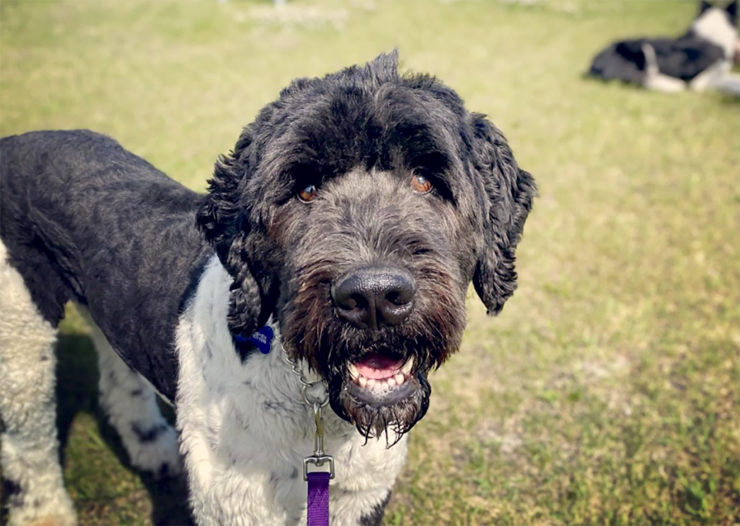 File - Dog ShowLloyd Ex | Meridian Source
