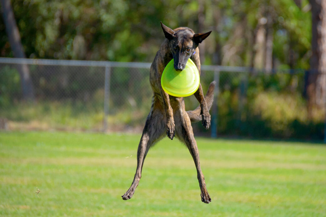 Striped Treeing Tennessee Brindle dog flying through the air aft | Meridian Source