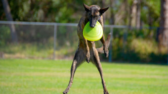 Striped Treeing Tennessee Brindle dog flying through the air aft | Meridian Source