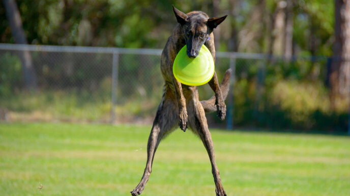 Striped Treeing Tennessee Brindle dog flying through the air aft | Meridian Source
