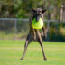 Striped Treeing Tennessee Brindle dog flying through the air aft | Meridian Source