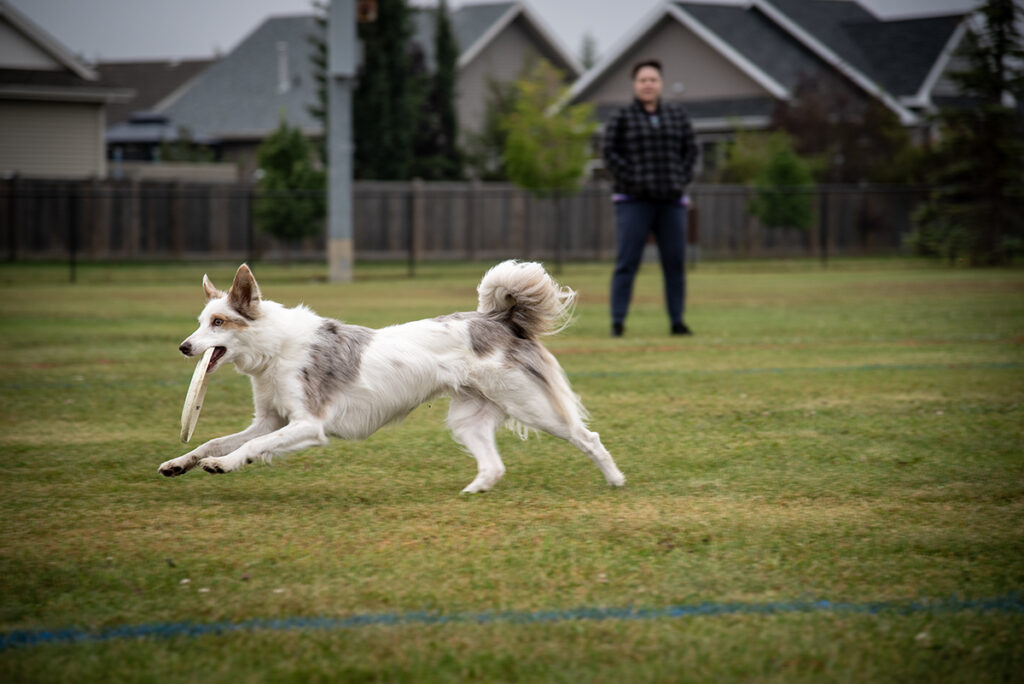 TW - Frisbee Dogs1 | Meridian Source Frisbee