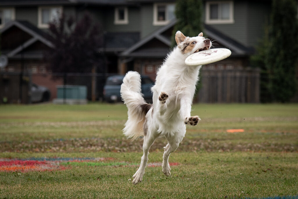 TW - Frisbee Dogs2 | Meridian Source Frisbee
