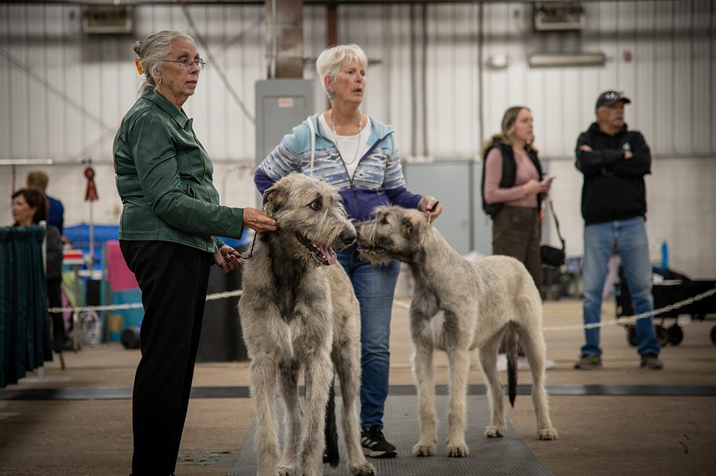 TW - Lloyd Kennel Club ShowSept20262 | Meridian Source Kennel