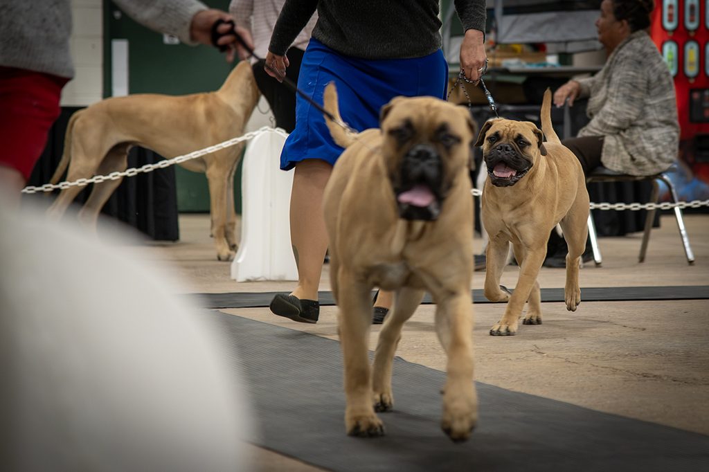 TW - Lloyd Kennel Club ShowSept20264 | Meridian Source Kennel